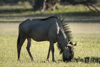 Blue Wildebeest