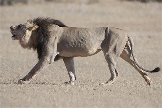 Lion (Panthera leo)