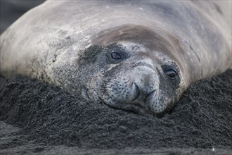 Southern Elephant Seal (Mirounga leonina)