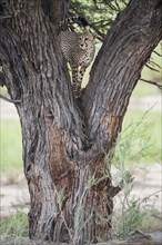 Cheetah (Acinonyx jubatus) on a tree surveying the surroundings