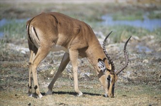 Blacked-faced Impala or Black-faced Impala(Aepyceros melampus petersi) grazing