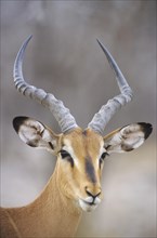 Blacked-faced Impala or Black-faced Impala (Aepyceros melampus petersi)