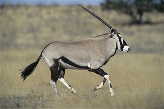 Gemsbok (Oryx gazella)