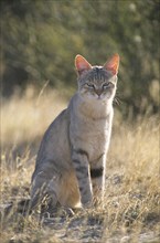 African wildcat (Felis lybica)