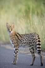 Serval (Felis serval)