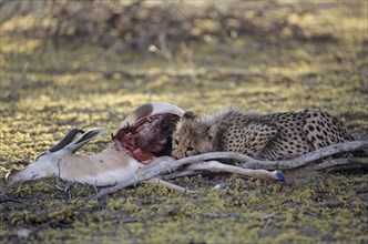Cheetah (Acinonyx jubatus) feeding on prey
