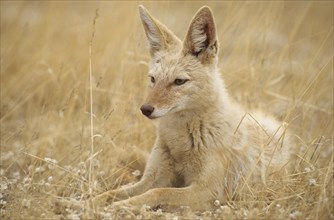 Black-backed Jackal (Canis mesomelas) with pigmentary abnormality of the fur