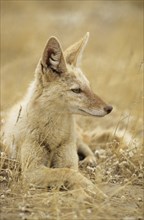 Black-backed Jackal (Canis mesomelas) with pigmentary abnormality of the fur