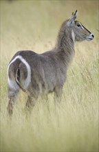 Waterbuck antelope (Kobus ellipsiprymnus)