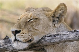 Sleeping Lioness (Panthera leo)