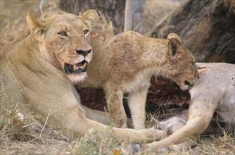 Lioness (Panthera leo) with a cub feeding on captured prey