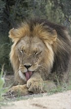 Lion (Panthera leo) licking its paw