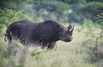 Black Rhinoceros or Hook-lipped Rhinoceros (Diceros bicornis)