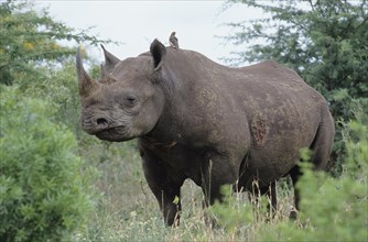 Black Rhinoceros or Hook-lipped Rhinoceros (Diceros bicornis)