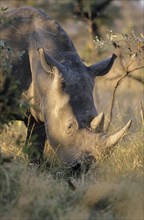White Rhinoceros or Square-lipped Rhinoceros (Ceratotherium simum)