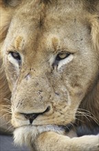 Resting Lion (Panthera leo)