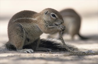 Cape ground squirrel (Xerus inauris) eating a small snake