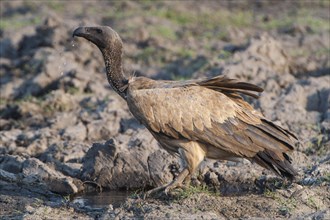 Cape Vulture (Gyps coprotheres)