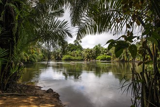 Tiwai Island Wildlife Sanctuary on an island in the Moa River