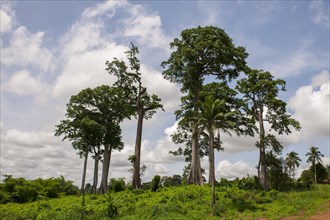 Remaining vegetation of the primary rainforest in the east of the country