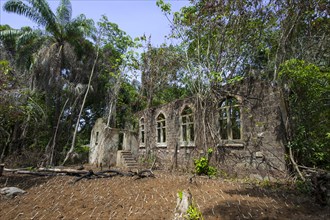 Ruins of an old church from the colonial period being overgrown by the jungle with a manioc or cassava field at the front
