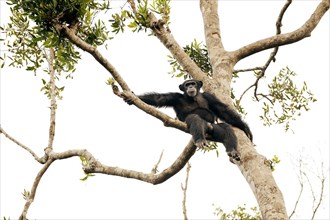 Chimpanzee (Pan troglodytes) sitting on a tree