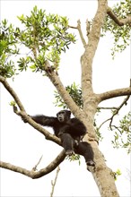 Chimpanzee (Pan troglodytes) sitting on a tree