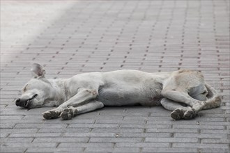 Dog sleeping on a sidewalk