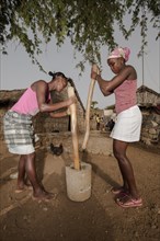 Women of the Rabelados religious community pounding corn in a mortar