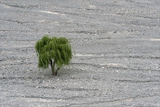 Tree in a dry river bed