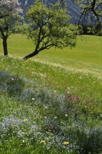 Meadows and flowering fruit trees in spring