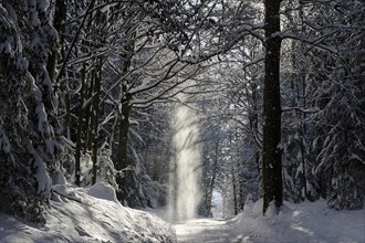 Snow-covered forest trail
