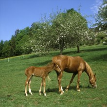 Mare with a foal grazing on a pasture