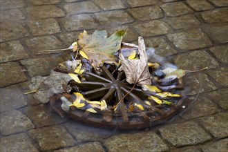 Water washing autumn leaves in a drain