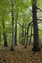 Deciduous forest at Feensteig