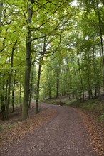 Hiking trail through a hardwood forest along the Rennsteig ridge walk