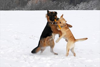 German Shepherd and a Labrador romping in the snow