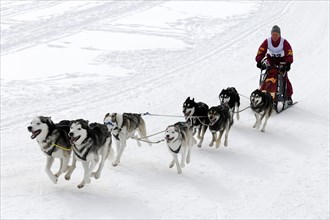 Sled musher with a dog team and sled