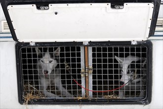 Siberian Huskies behind bars in a transport vehicle