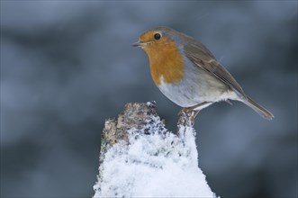 European Robin (Erithacus rubecula) in winter