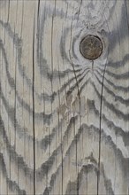 Wood grain of a Scots pine (Pinus sylvestris)