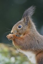 Squirrel (Sciurus vulgaris) eating sunflower seeds