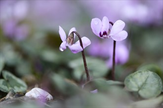 Flowering Spring Cyclamen or Spring Alpine Violet (Cyclamen coum album)
