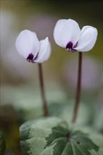 Flowering white Spring Cyclamen or Spring Alpine Violets (Cyclamen coum album)