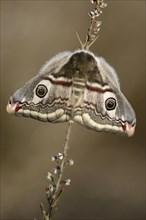 Small Emperor Moth (Saturnia pavonia)