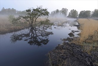 Rewetted bog