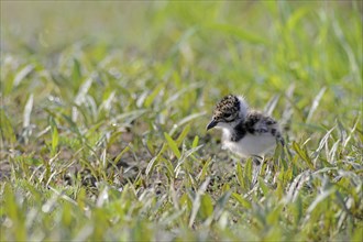 Lapwing
