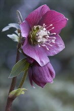 Lenten Rose (Helleborus hybrid)
