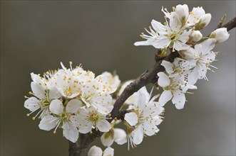 Cherry Plum (Prunus cerasifera)