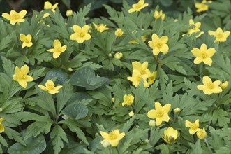 Yellow Wood Anemone or Buttercup Anemone (Anemone ranunculoides)
